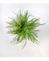 Spilla piume - verde